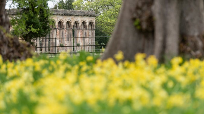 View towards the ruined Orangery and cowslips in foreground at Gibside, Tyne and Wear
